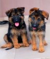 German Shepherd Dogs & Puppies for Sale