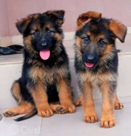 German Shepherd Dogs & Puppies for Sale