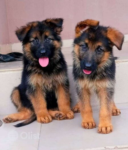 German Shepherd Dogs & Puppies for Sale