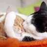 Your Cat Is Not Distant - This How They Show Love