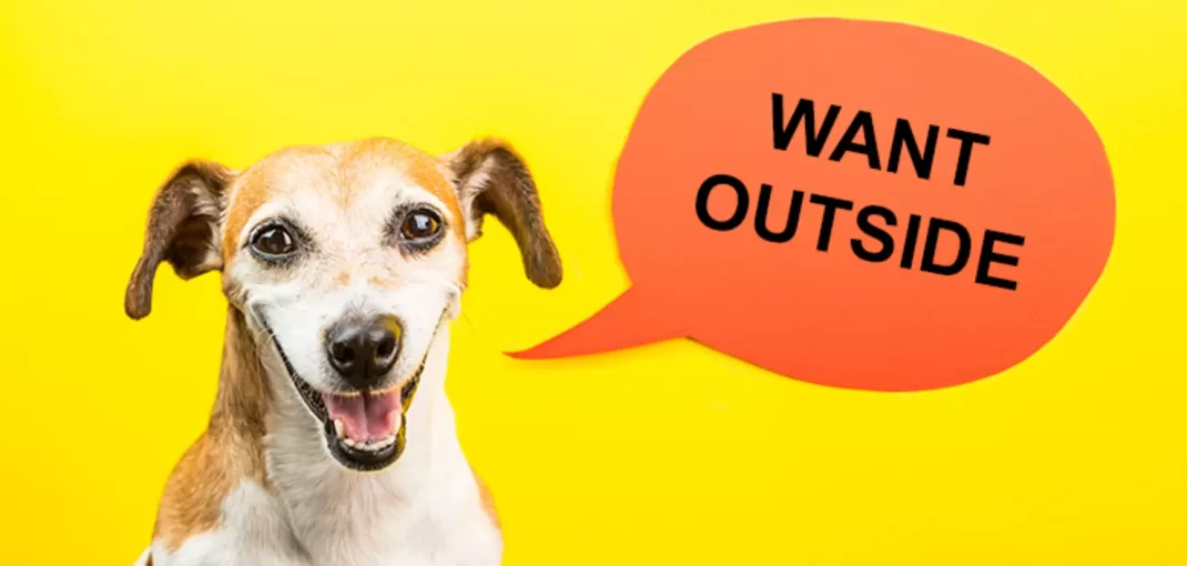 If Your Pet Could Talk, This is What They Would Ask From You