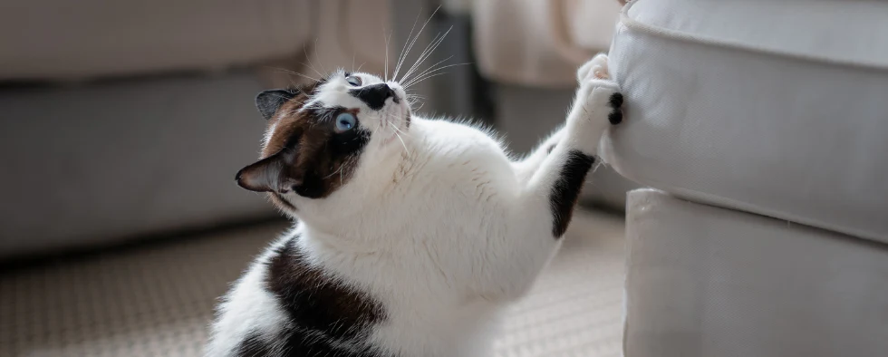 How to Stop a Cat from Scratching Furniture