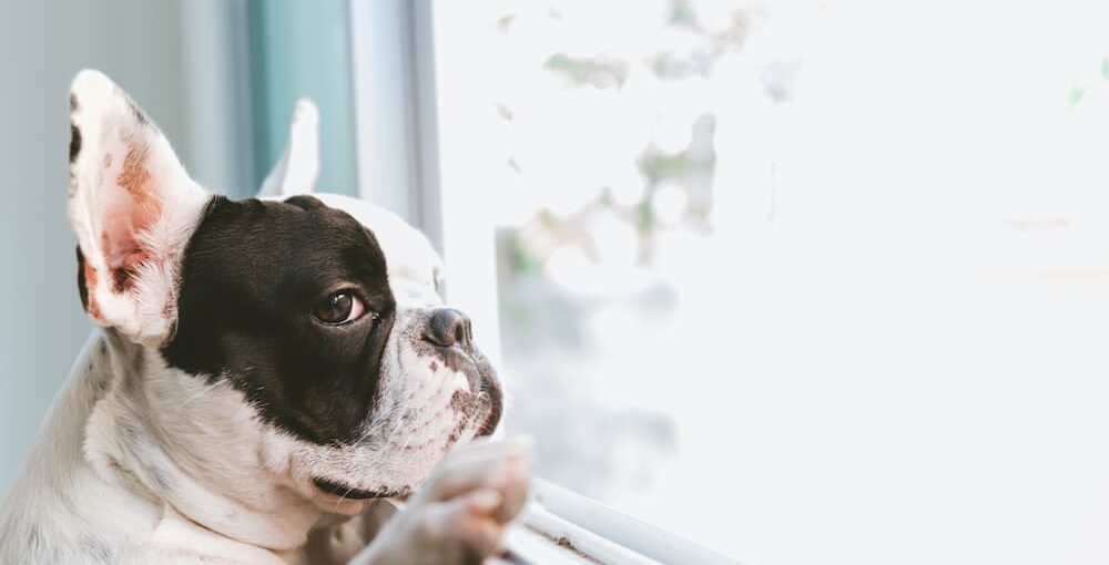 The Emotional Damage of Leaving Your Dog Alone Too Long
