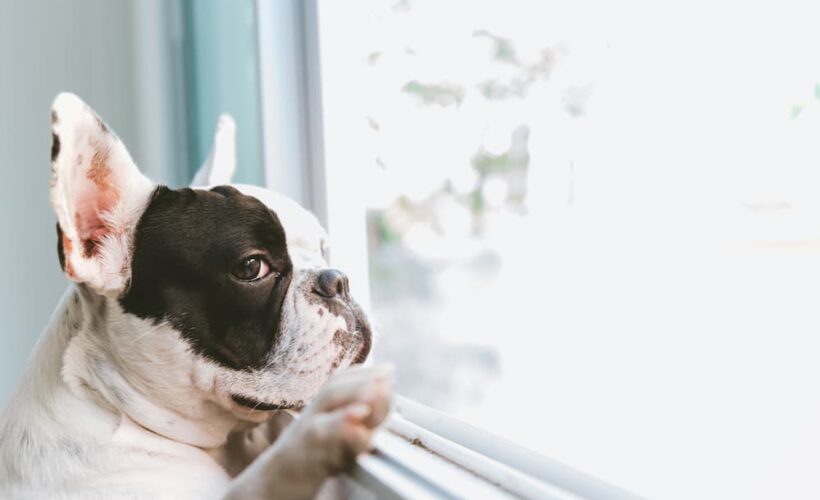 The Emotional Damage of Leaving Your Dog Alone Too Long