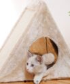 Cat Scratch Igloo and hanging toy