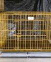 gold color collapsible wire cage size 4(90cm)