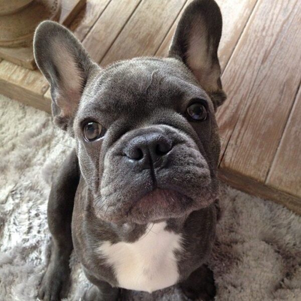 French Bulldog for Sale in Nigeria