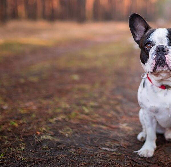 French Bulldog for Sale in Abuja