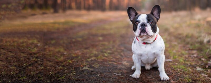 French Bulldog for Sale in Abuja