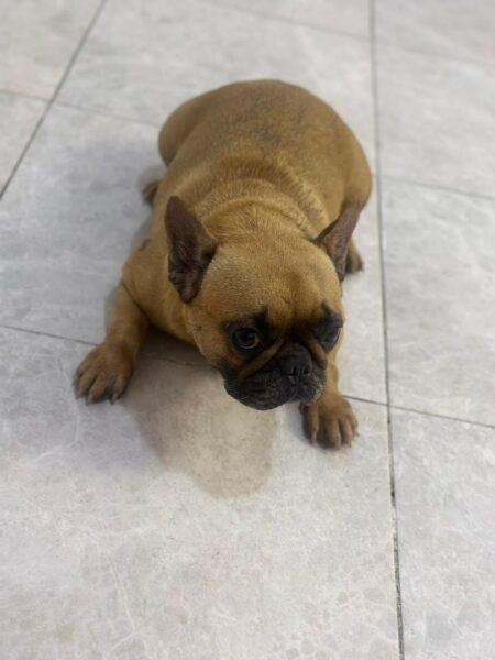 French Bulldog