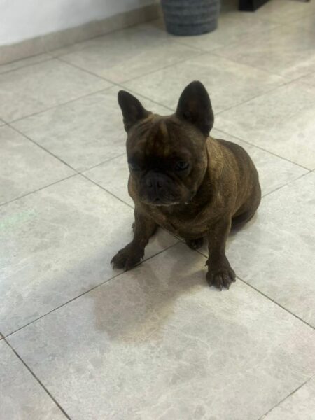 French Bulldog for Sale