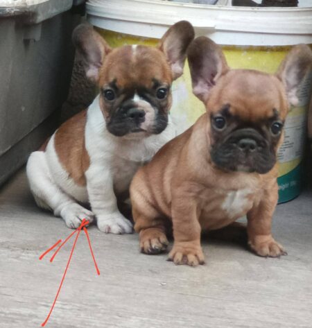 French Bulldog Puppies