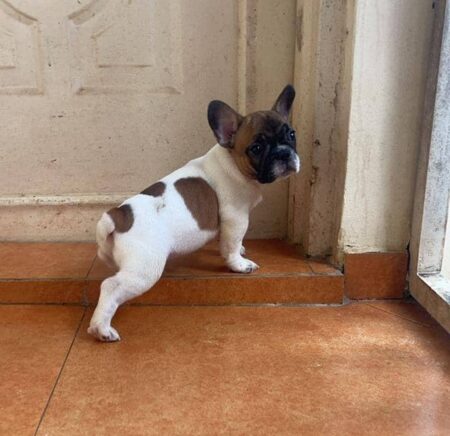 baby french bulldog