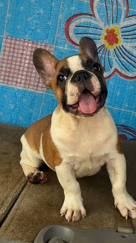 French Bulldog for Sale Near Me