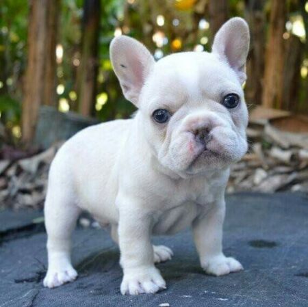 White French Bulldog