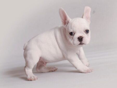 Where To Buy French Bulldog