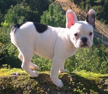 French Bulldog Breeders