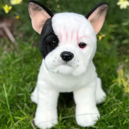 Male French Bulldog