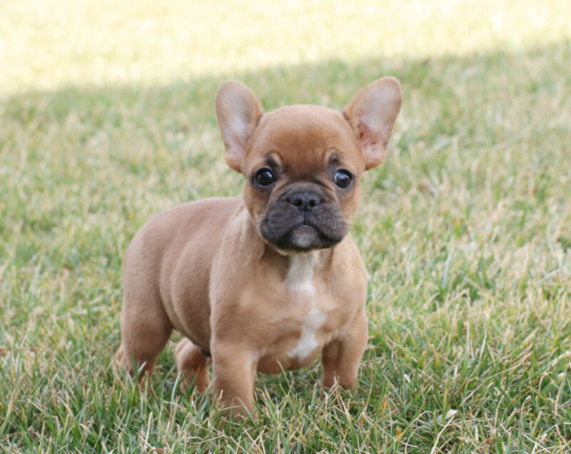 Brown French Bulldog