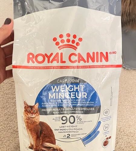 Cat Food for Weight Gain in Underweight Cats