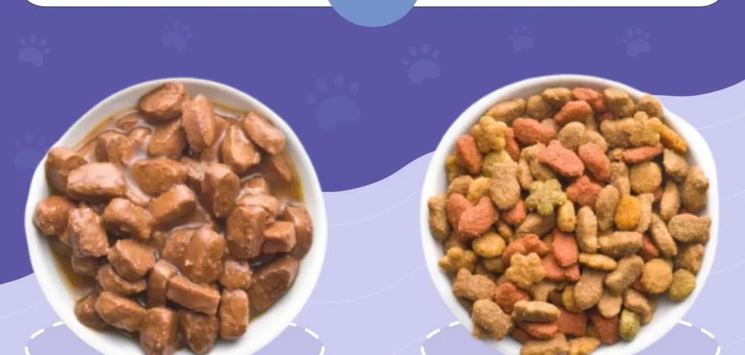 Wet vs Dry Cat Food – Which Is Better?
