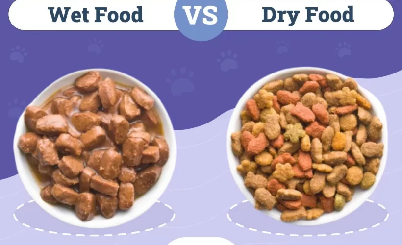 Wet vs Dry Cat Food – Which Is Better?
