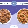 Wet vs Dry Cat Food – Which Is Better?