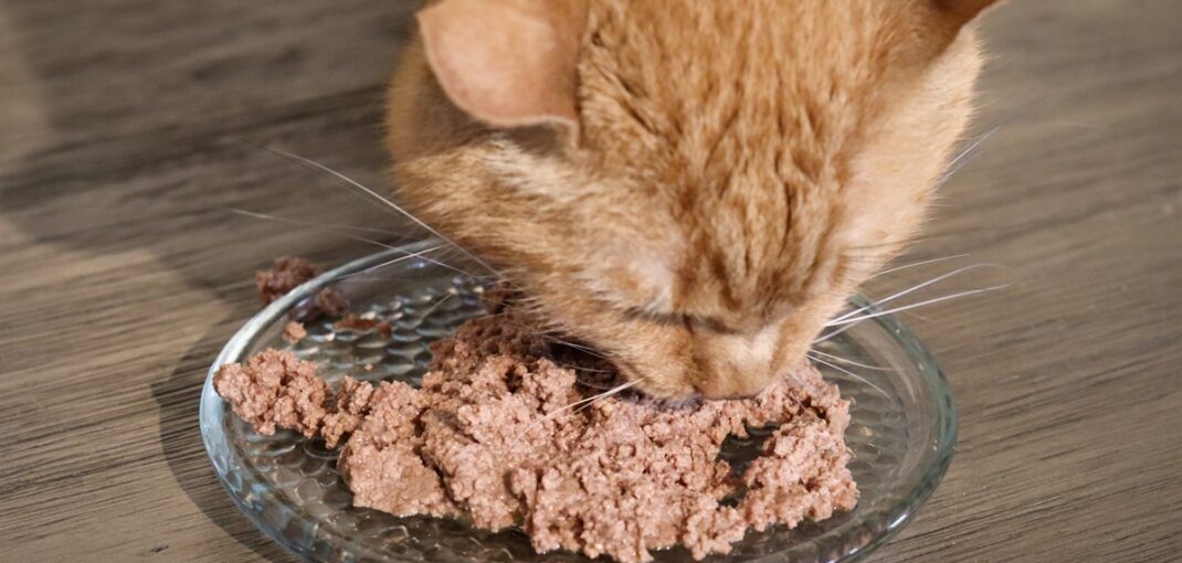 Cat Food That Stops Vomiting in Cats