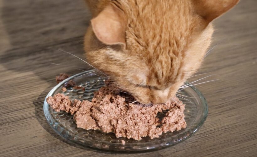 Cat Food That Stops Vomiting in Cats