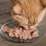 Cat Food That Stops Vomiting in Cats