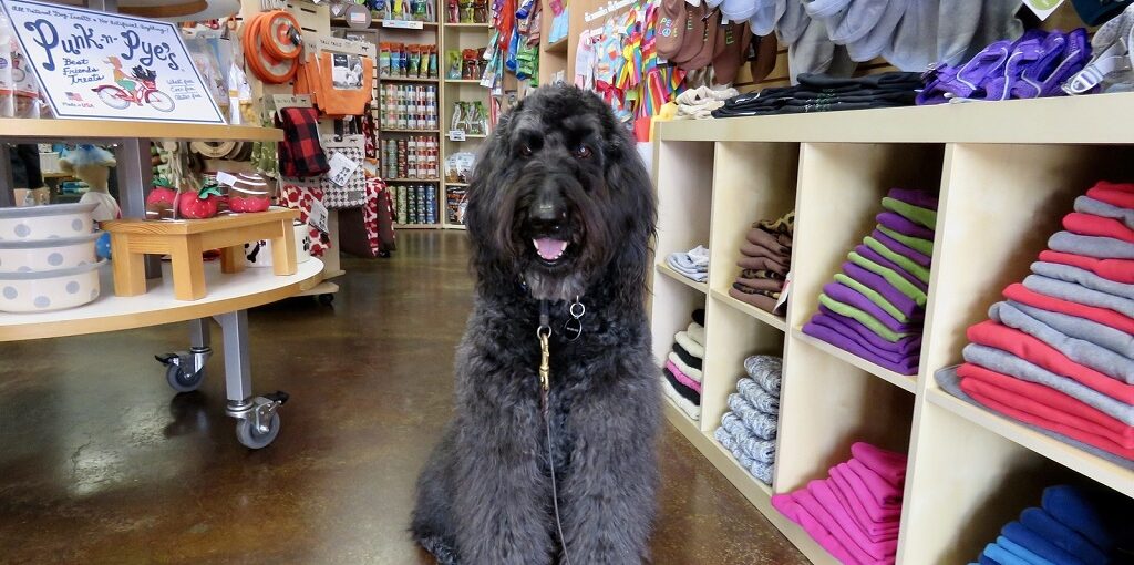 Where to Buy Original Cat Food in Gwarinpa