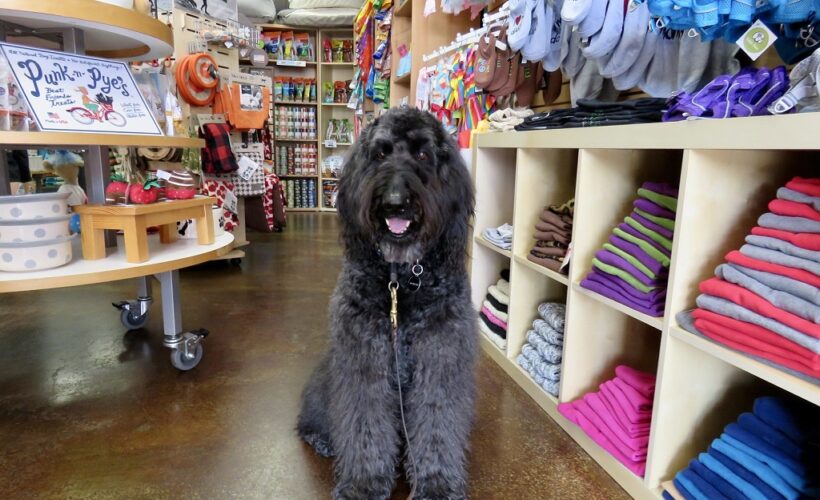 Where to Buy Original Cat Food in Gwarinpa