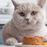 Best Cat Food for Cats That Refuse to Eat
