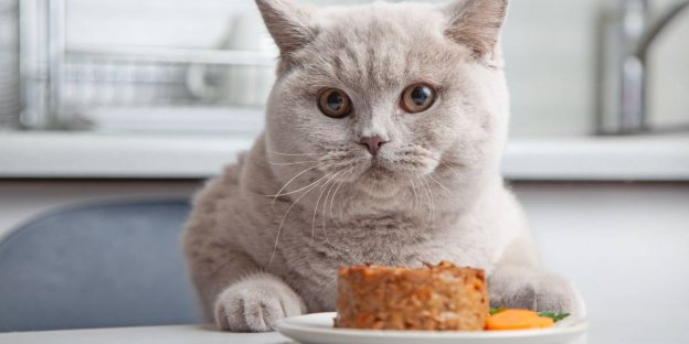 Best Cat Food for Cats That Refuse to Eat