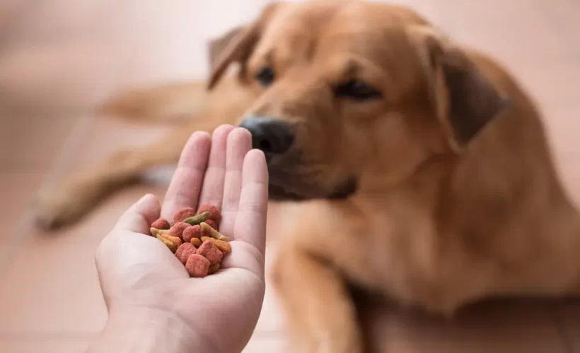 Dog Food That Reduces Smell and Stool Odor