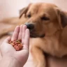 Dog Food That Reduces Smell and Stool Odor