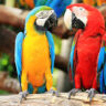 How Much Is a Macaw Parrot? Macaw Parrot Price