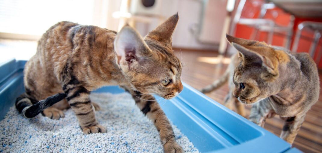 Best Cat Litter for Kittens