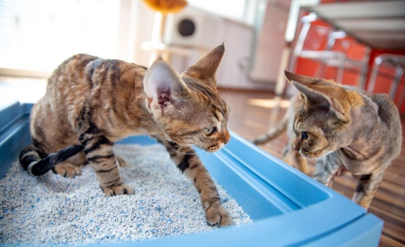 Best Cat Litter for Kittens