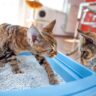 Best Cat Litter for Kittens
