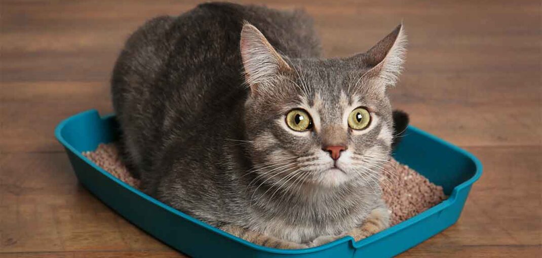 Best Cat Litter for Multiple Cats