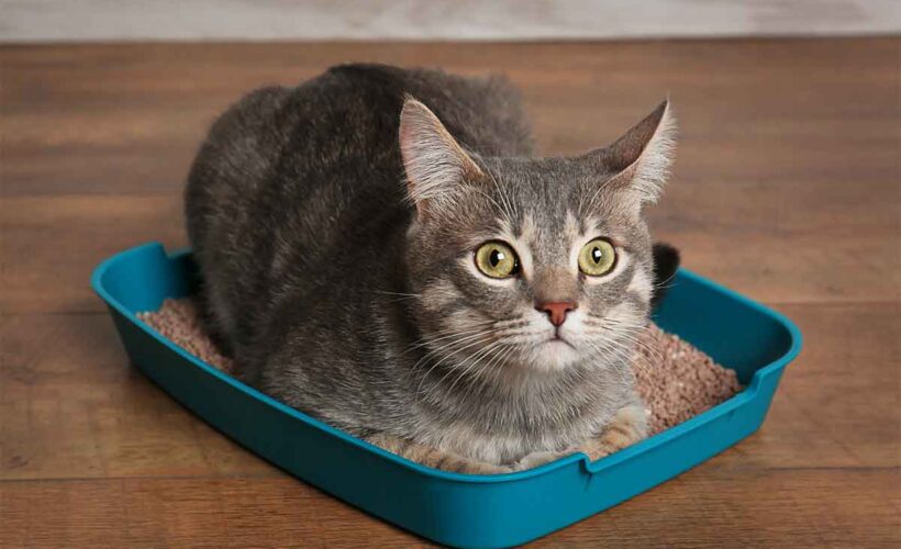 Best Cat Litter for Multiple Cats