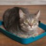 Best Cat Litter for Multiple Cats