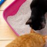 Affordable Cat Litter for Small Apartments