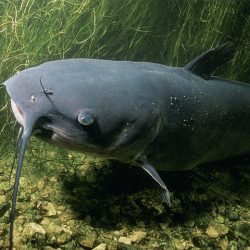 Boreal-Forest-Fish-Species-Channel-Catfish